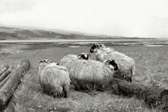 Campbeltown BRS Film - Sheep