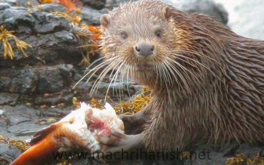 Machrihanish Wildlife