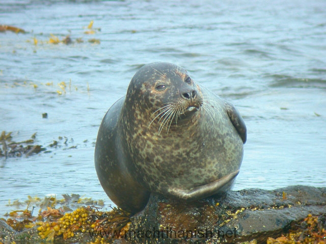 CommonSeal
