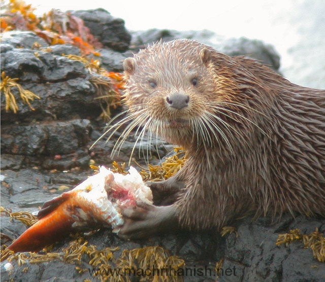 Otter-feeding