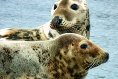 Grey-Seals